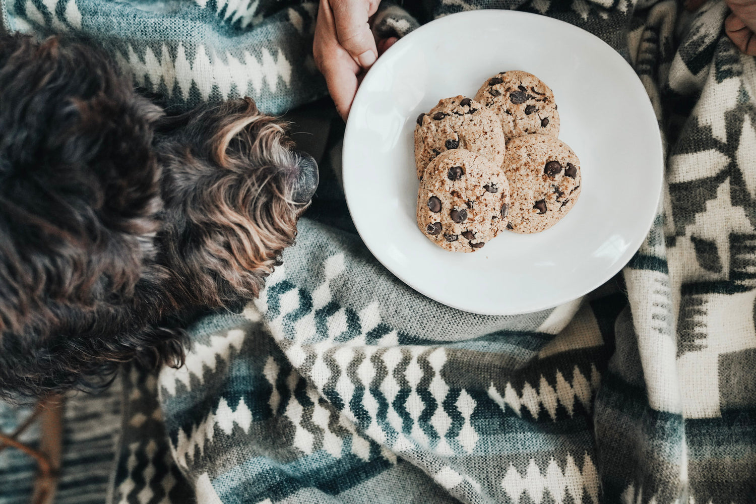 Discover the Perfect Gifts for Every Occasion with Our Home Decor Gift Guide